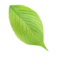 leaf